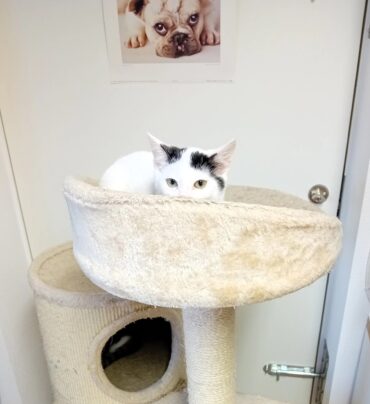 {{brizy_dc_image_alt imageSrc=