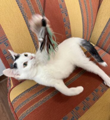 {{brizy_dc_image_alt imageSrc=