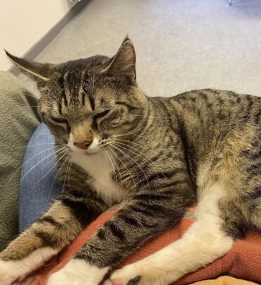 {{brizy_dc_image_alt imageSrc=