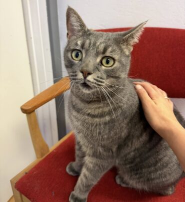 {{brizy_dc_image_alt imageSrc=